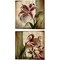 Vintage Studio by Patricia Pinto 14" x 14" Canvas Wall Art (Set of 2)